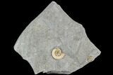 Fossil Ammonite (Promicroceras) - Lyme Regis #110720-1
